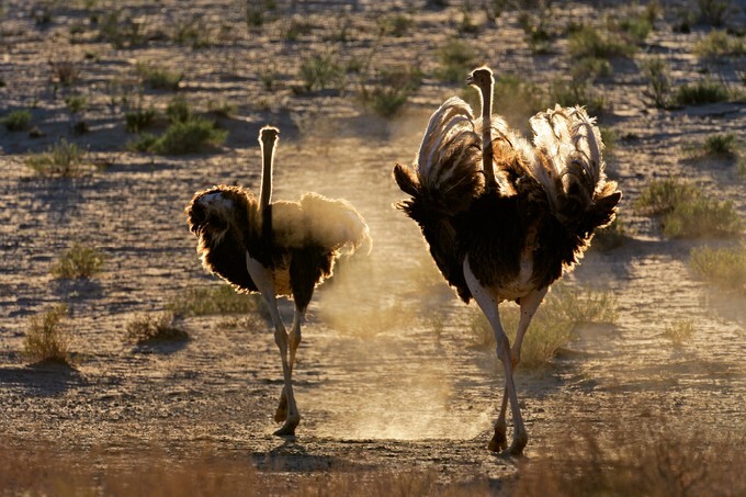Two ostriches (Struthio camelus) walking in dust, Kalahari desert, South Africa
